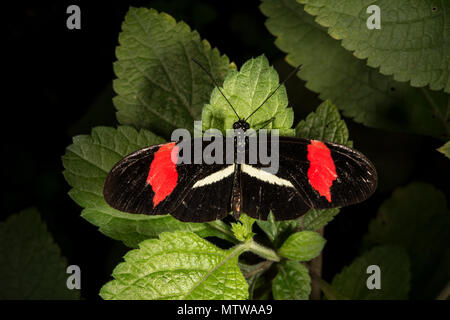 Postman, Red Heliconius erato, Nymphalidae, Costa Rica Banque D'Images