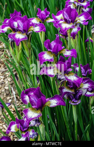 Iris sibérien Violet iris sibirica iris 'Currier' iris sibirica Banque D'Images