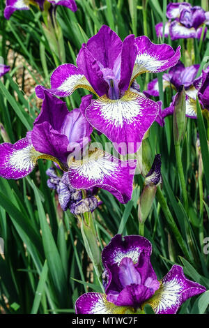 Fleur d'iris sibérienne violette, portrait de fleur d'Iris sibirica ' Currier ' Banque D'Images