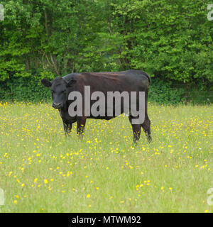 Vache génisse Banque D'Images