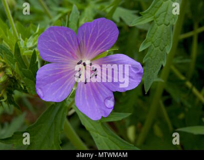 Geranium pratense, également connu sous le nom de géranium sanguin pré ou prairie géranium, est une espèce de plantes de la famille des Géraniacées Banque D'Images