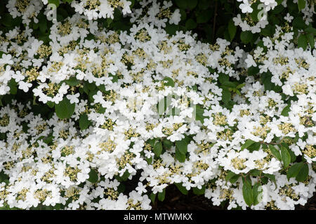 Viburnum plicatum f. tomentosum 'Nanum semperflorens'. Boule japonaise 'Nanum semperflorens' arbuste en fleurs. UK Banque D'Images