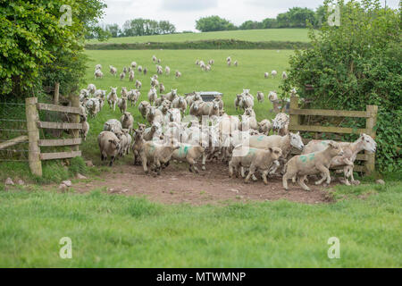 troupeau de moutons Banque D'Images