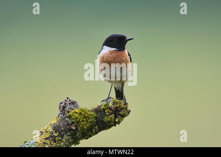 Common stonechat mâle (Saxicola torquatus) Banque D'Images