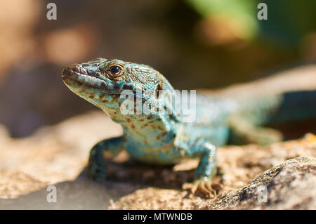 Gros plan d'un lézard mural d'Ibiza (Podarcis pityusensis formenterae), endémisme de l'île de Formentera (îles Pityusic, Iles Baléares, Espagne) Banque D'Images