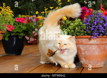 Chat birman, red point, meowing en regardant un papillon Banque D'Images