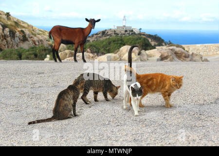 4 chats de la rue et d'une chèvre sauvage au Cap Formentor, Majorque Banque D'Images