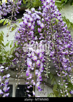 Fleurs de glycine pendaison près de fenêtre dans mur blanc. Banque D'Images