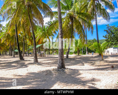 Les cocotiers tropicaux sur la célèbre plage Souffleur dans La Desirade, Guadeloupe archipel en Italie. Banque D'Images