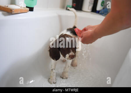 Une semaine 10 Old English springer spaniel puppy lavées dans le bain pour la première fois. Banque D'Images