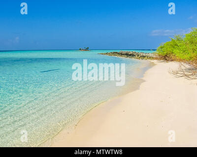 Les Maldives, Atoll, océan Indien. Palmiers sur la plage de sable blanc. L'eau turquoise du lagon. Dans l'ASDU Hommes Nord. Banque D'Images