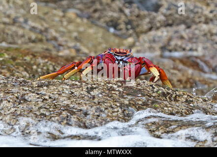 Crabe de l'Atlantique (Grapsus adscensionis) adulte sur rock îles Desertas, Madeira, Portugal peut Banque D'Images