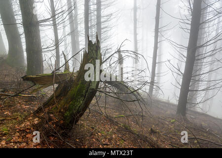 Silhouettes de troncs et branches dans une forêt par un jour brumeux dans la campagne française avec un arbre tombé dans l'avant-plan. Banque D'Images