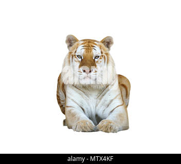 Golden tabby ou tigre tigre fraise isolated Banque D'Images