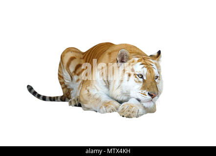 Golden tabby ou tigre tigre fraise isolated Banque D'Images