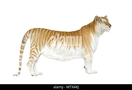 Golden tabby ou tigre tigre fraise isolated Banque D'Images