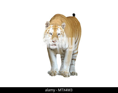Golden tabby ou tigre tigre fraise isolated Banque D'Images