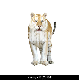 Golden tabby ou tigre tigre fraise isolated Banque D'Images