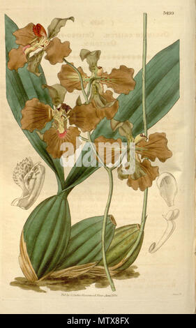 . Illustration de l'Oncidium crispum . 1836. William Jackson Hooker (1785-1865) (description), Swan (graveur) 456 l'Oncidium crispum Banque D'Images