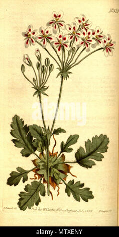 . Anglais : Pélargonium pulchellum . 12 juillet 2015. Sims 475 Pelargonium pulchellum Sims, Bot. Mag. 15. t. 524. 1801 Banque D'Images