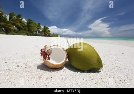 L'ermite de fraise et noix de coco sur la plage de sable blanc immaculé, l'île Christmas, Kiribati Banque D'Images