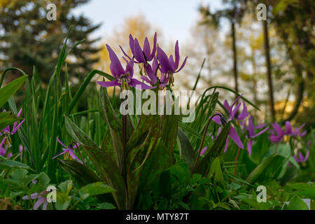 Fleurs violettes délicatement la truite de Sibérie (Lily Erythronium sibiricum) en douce soirée light Banque D'Images