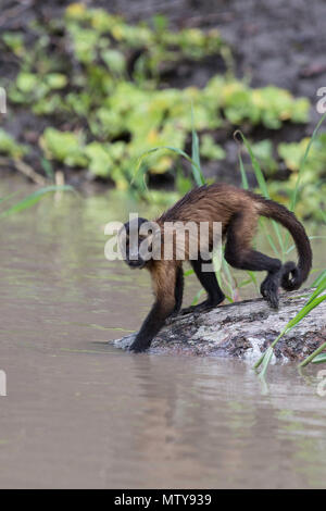 Singe Capucin brun (apella cebus), Pérou Banque D'Images