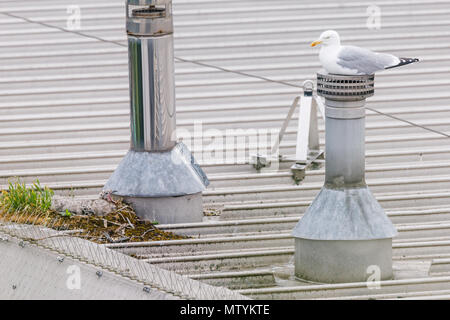 Quarante Lane, Wembley Park, Royaume-Uni. 31 mai 2018. Récemment éclos Goéland (Mouette) chicks on urban supermarché toit alors qu'un parent garde un affût à proximité. 3 Poussins affamés Larus canus tête hors de leur nid à la recherche de petit-déjeuner. Credit : Amanda rose/Alamy Live News Banque D'Images