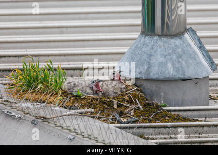 Quarante Lane, Wembley Park, Royaume-Uni. 31 mai 2018. Récemment éclos Goéland Mouette (poussins) sur le toit du supermarché urbain. 3 Poussins affamés Larus canus tête hors de leur nid à la recherche de petit-déjeuner. Credit : Amanda rose/Alamy Live News Banque D'Images