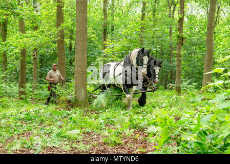 Staffordshire County Showground, UK. 31 mai 2018. Stephen Whitby, connu sous le nom de 8,50, de Whitbourne, rouleaux Worcestershire bracken avec ses deux épis traditionnel au comté de Staffordshire, montrer une méthode respectueuse de l'environnement de contrôle de bracken. Crédit : John Eveson/Alamy Live News Banque D'Images