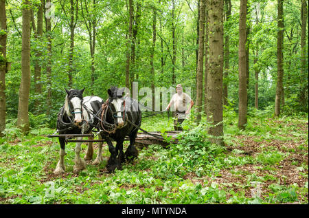 Staffordshire County Showground, UK. 31 mai 2018. Stephen Whitby, connu sous le nom de 8,50, de Whitbourne, rouleaux Worcestershire bracken avec ses deux épis traditionnel au comté de Staffordshire, montrer une méthode respectueuse de l'environnement de contrôle de bracken. Crédit : John Eveson/Alamy Live News Banque D'Images