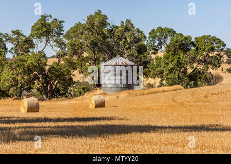 Bottes de foin dans un champ, l'ouest de l'Australie, l'Australie Banque D'Images