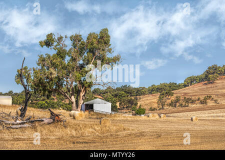 Bottes de foin dans un champ, l'ouest de l'Australie, l'Australie Banque D'Images