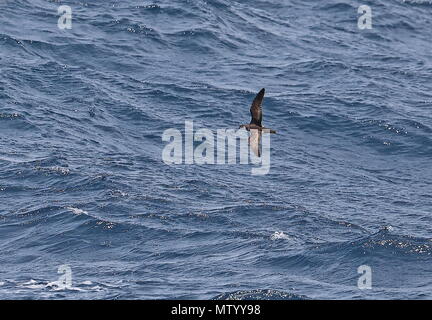 Boyd's (Puffinus lherminieri boydi) adulte en vol, montrant l'endroit du Cap-Vert, de l'Océan Atlantique peut Banque D'Images