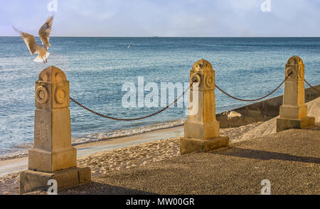 Mouette à Cottesloe Beach, Perth, Western Australia, Australia Banque D'Images