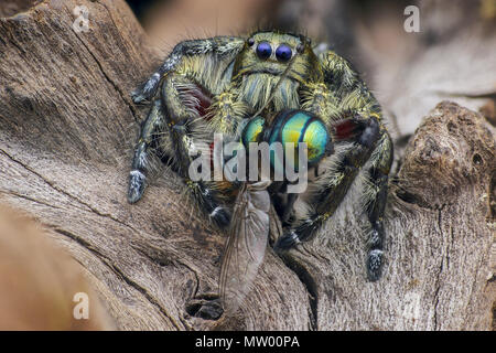 Araignée sauteuse avec les proies, Batam, Indonésie, Kepulauan Riau Banque D'Images