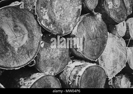 Bouleau haché sec-tree sciage empilées les unes sur les autres. Le noir et blanc Banque D'Images