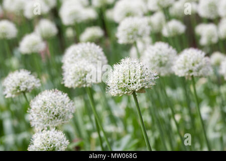 L'allium 'Mont Blanc' à RHS Wisley Gardens. Banque D'Images