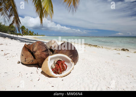 L'ermite de fraise et noix de coco sur la plage de sable blanc, l'île Christmas, Kiribati Banque D'Images