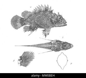 . Il s'agit d'une image intitulée "corpaena Stokesii' du volume 1 de John Lort Stokes' livre 1846 Découvertes en Australie. Les espèces de poissons représentés est maintenant connu comme Parascorpaena picta. 1846. 'Drawn sur pierre par W. Mitchell. Hullmandel & Walton lithographes.' 548 Scorpaena Stokesii (découvertes en Australie) Banque D'Images
