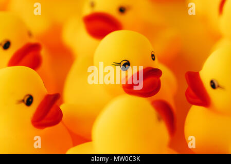 Groupe de canards en caoutchouc. Image conceptuelle de jeunes canetons de parler les uns aux autres ou commérer sur les médias sociaux et les réseaux des thèmes connexes. Banque D'Images