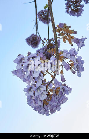 Paulownia tomentosa blossom Banque D'Images