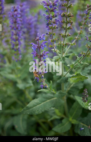 Salvia nemorosa blossom Banque D'Images