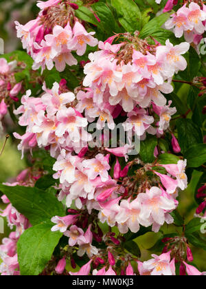 Close up of les fleurs roses du début de l'été beauté blooming bush, Kolkwitzia amabilis 'Pink Cloud' Banque D'Images