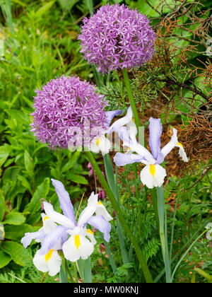 Fleurs de la Dutch iris, Iris x hollandica 'Silvery Beauty' contraste avec les globes mauve de l'Allium giganteum dans une frontière au début de l'été Banque D'Images