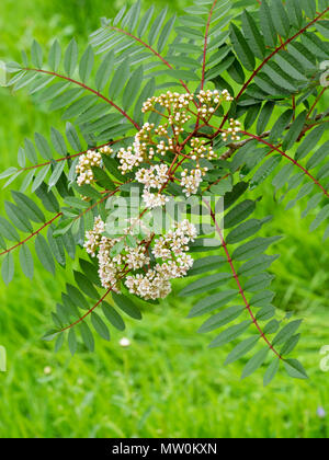 Feuilles caduques pennées feuillage élégant et au début de l'été fleurs des petits, arbre rustique, Sorbus vilmorinii Banque D'Images