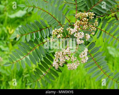 Feuilles caduques pennées feuillage élégant et au début de l'été fleurs des petits, arbre rustique, Sorbus vilmorinii Banque D'Images