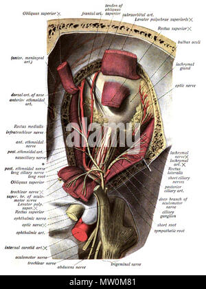 . Anglais : Une illustration anatomique de l'édition 1908 de l'Atlas Sobotta d'anatomie humaine . 22 octobre 2013, 00:36:04. M. Simoneau 565 Sobo 1909546 Banque D'Images