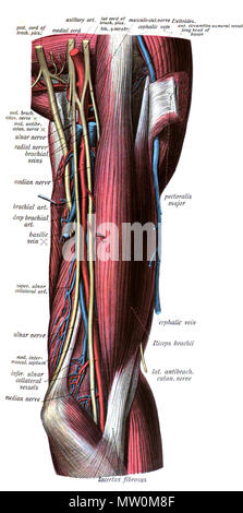 . Anglais : Une illustration anatomique de l'édition 1908 de l'Atlas Sobotta d'anatomie humaine . 22 octobre 2013, 00:35:47. M. Simoneau 565 Sobo 1909554 Banque D'Images