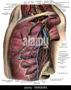 . Anglais : Une illustration anatomique de l'édition 1908 de l'Atlas Sobotta d'anatomie humaine . 22 octobre 2013, 00:35:57. M. Simoneau 565 Sobo 1909552 Banque D'Images